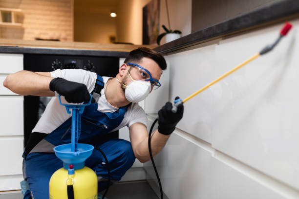 Wasp Removal Services in Overland, MO