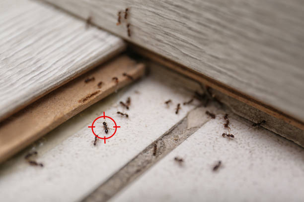 Best Best Pest Control Near Me  in Overland, MO