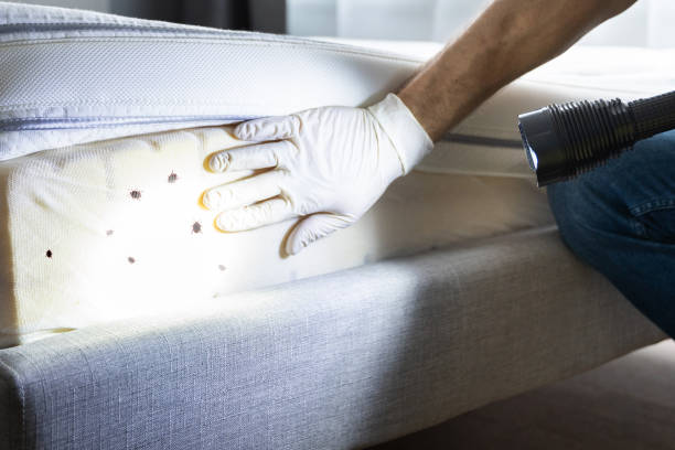Professional Pest Control in Overland, MO