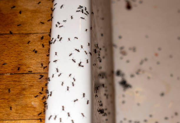 Best Best Pest Control Companies  in Overland, MO