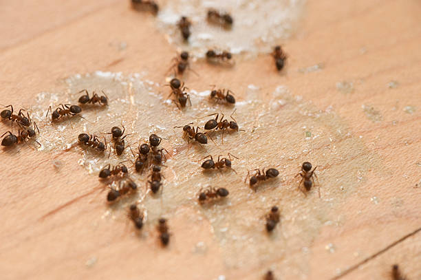 Best Pest Removal Services  in Overland, MO