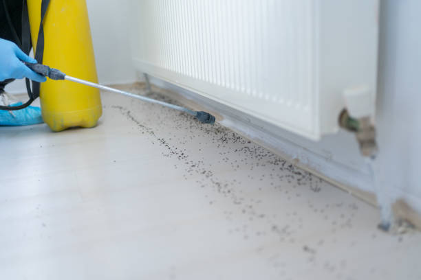 Best Termite Control Services  in Overland, MO