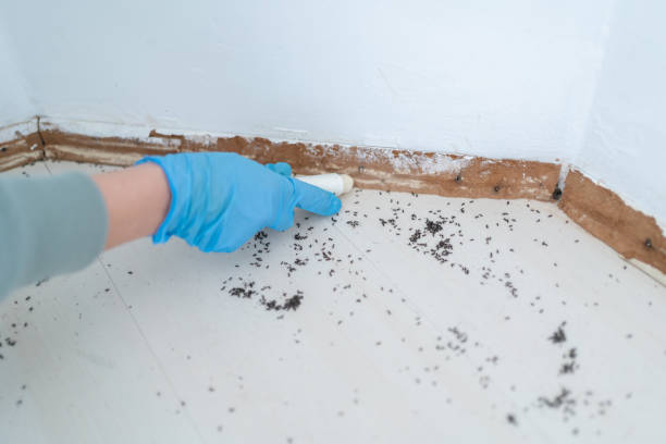 Best Pest Prevention Services  in Overland, MO